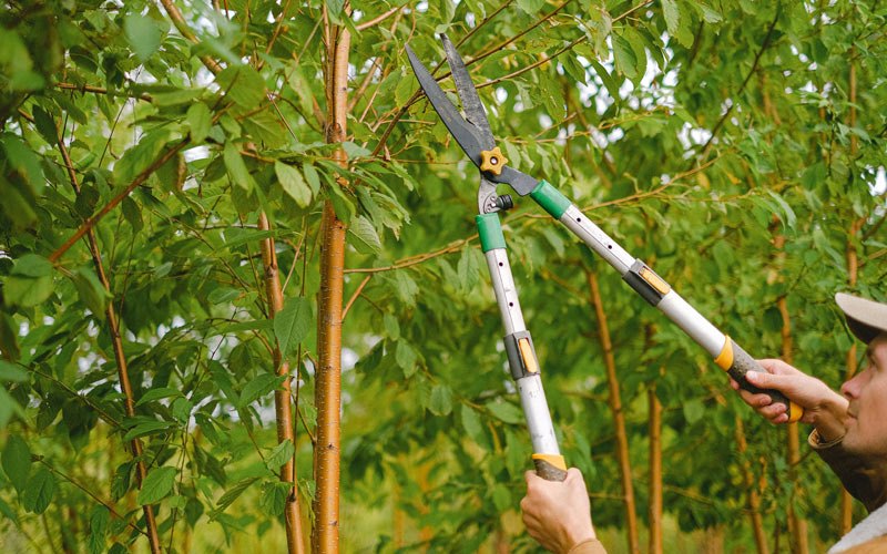 Tree trimming in Thief River Falls, MN